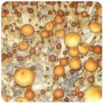 Псилоцибиновые (галлюциногенные)  грибы Psilocybin "Golden Teacher" в Питкяранте