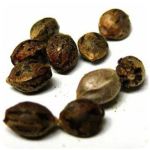 Семена марихуаны АК-47  (Seeds AK-47) в Питкяранте